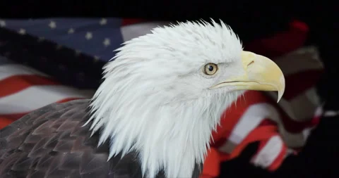 Very Patriotic Bald Eagle with American Flag Stock Footage 329319241