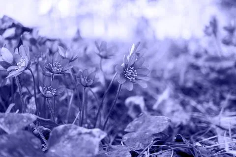 Very Peri. abstract background concept.The color of the 2022 Selected sharpne Stock Photos