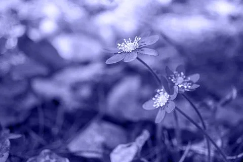 Very Peri. abstract background concept.The color of the 2022 Selected sharpne Stock Photos