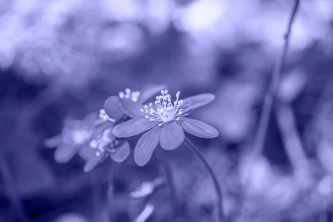 Very Peri. abstract background concept.The color of the 2022 Selected sharpne Stock Photos