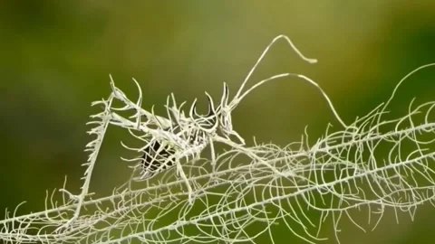 A very rare spiny grasshopper Stock Footage 276209807