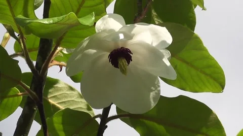 Very Rare Spring Flowering Lantern Magnolia Tree Video stock 48667290