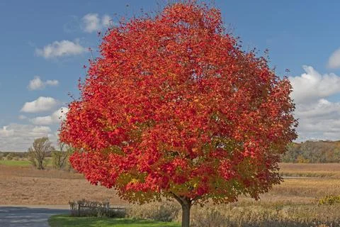Very Red Maple Tree in the Fall Stockfoto's