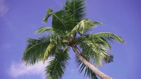 A very rich palm tree close-up Stock Footage 146887053