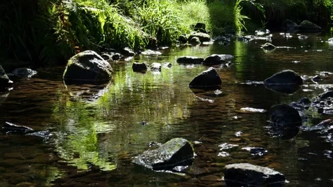 Very romantic scene of a brook in the forest in sunshine. Stock Footage 138161686