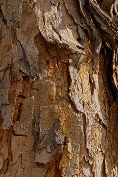 Very rough bark on a tree. Stock Photos