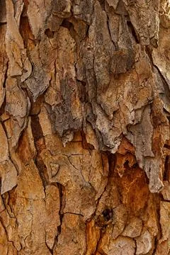 Very rough bark on a tree. Stock Photos