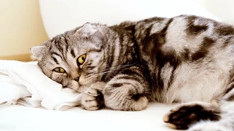 Very sad cat. Cat is sad lying in bed. Cat shows pity. Stock Footage 174226874