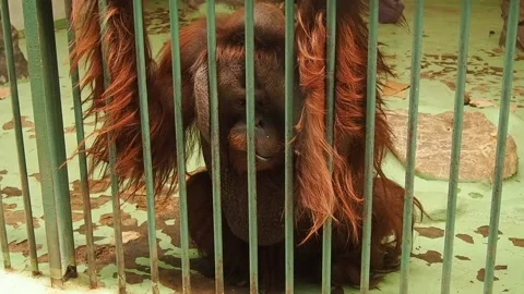 A very sad orangutan behind bars. A monkey with red hair sits and yearns Stock Footage 205242598