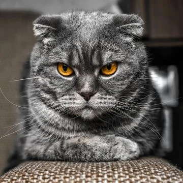 Very serious and cute cat Stock Photos