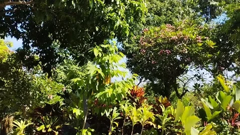 Very shady trees in summer Stock Footage 223845064
