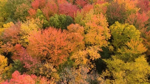 Very slow drone flight over forest in fall with pink and yellow trees Stock Footage 119204720
