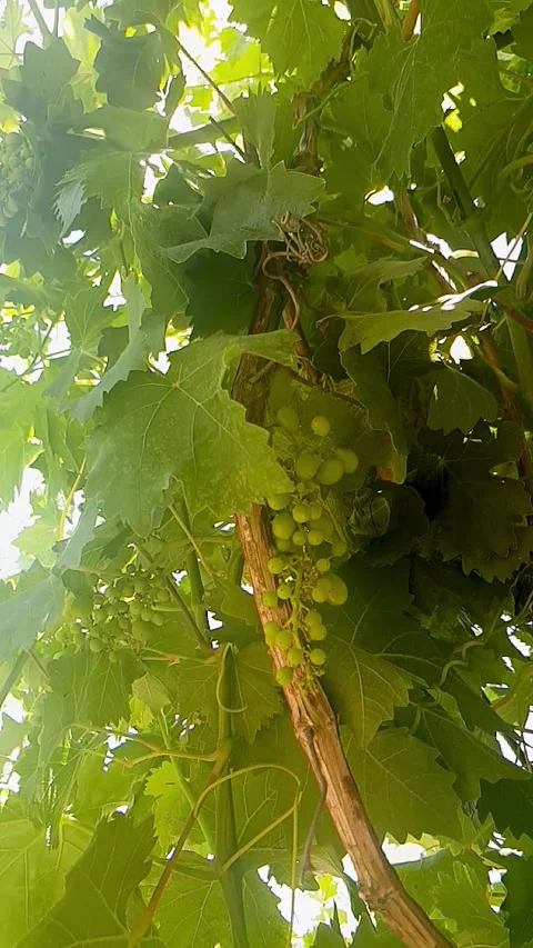 Very slow motion grapevine blooms Video stock 248923642