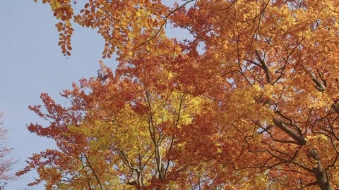 Very Slow Pan towards the Sky in an Autumnal Forest Видео 76205786