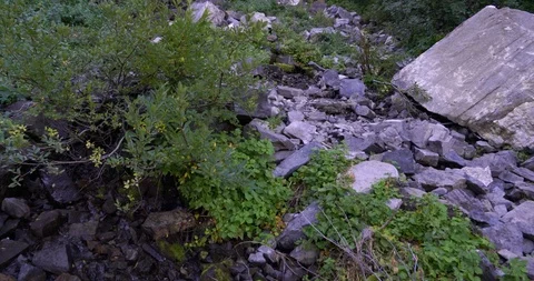 Very slow upward pan of a steady creek and waterfall among the foliage and shade Stock Footage 120230702