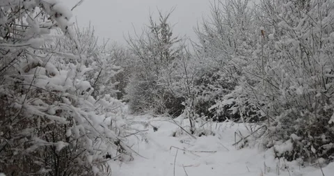 Very slowly falling snowflakes in the forest, 4K slomo 스톡 동영상 169039368