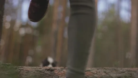 A very small and cute border collie puppy was jumping over a tree Stock Footage 136091019