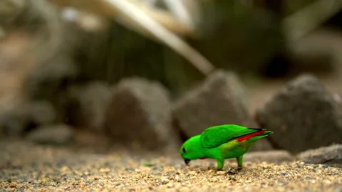 Very small and cute bright green parrot loriculus galgulus, biting food. 스톡 동영상 141594147