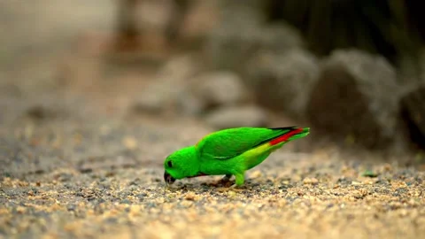 Very small and cute bright green parrot loriculus galgulus, biting food. 動画素材 141594960