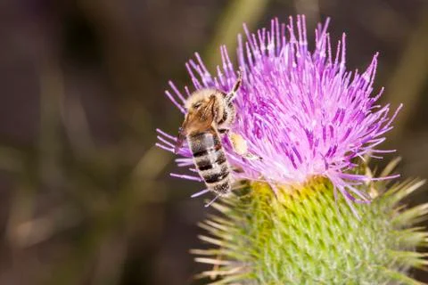 Very small bee on the flower Stock Photos