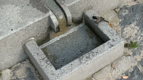 A very small bird takes a bath in the well and leaves Vidéo 145974102