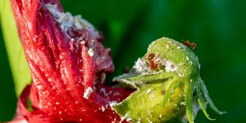 A very small black ant eats nectar on a red petal. A sick Hibiscus flower wit Stock Photos