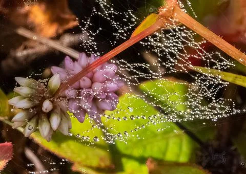 Very small cobweb Stock Photos