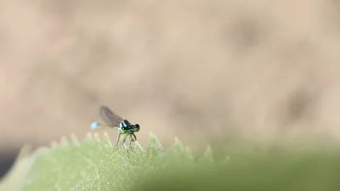 A very small dragonfly clings to a leaf swayed by the wind Vídeos de archivo 158422221