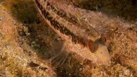 Very small goby fish, Fix macro shot Stock-Footage 82671261