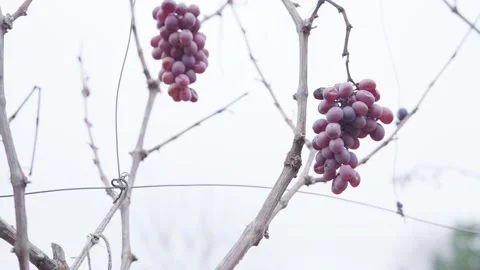 Very small grape harvest in the vineyard Stock Footage 149229931