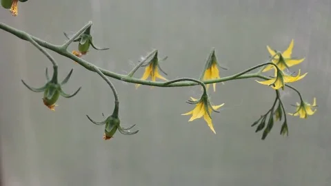 Very small green tomatoes in the greenhouse, yellow flowers Stock Footage 77410941