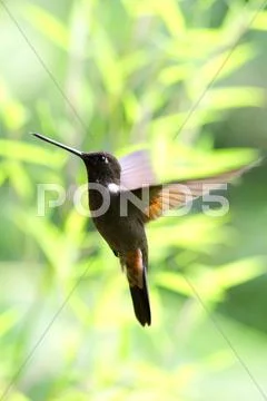 Very Small Hummingbird Collared Inca In Flight Shot In Ecuadorian Rainforest Stock Photos