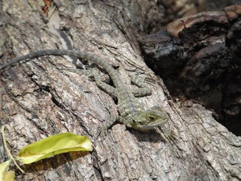 Very Small Lizard SAM 2078 - Adobe RGB 1998 Stock Photos