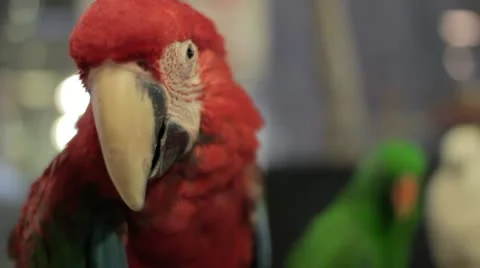 Very small monkey in zoo Stock Footage 12175255