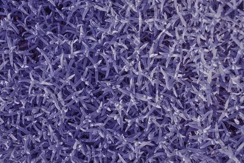 Very small multi-leafed purple flower plants close-up. Stock Photos