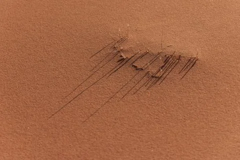 Very small patch of grass on a sandy surface. the sun which is already low cr Stock Photos