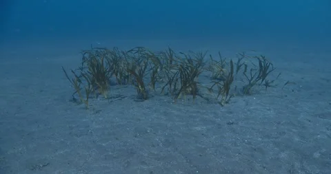 Very small patch of turtle grass on sandy seabed Stock Footage 327804140