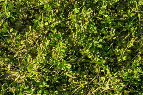 Very small pattern top view of green grass and this grass has flowers and fru Stock Photos