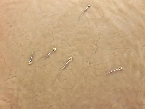 Very small silver-colored fish in brown water Stock Photos