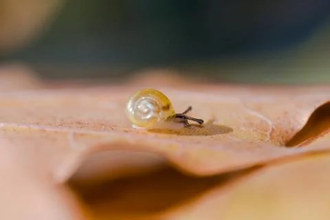 Very small snail crawling on a leaf Stock Photos