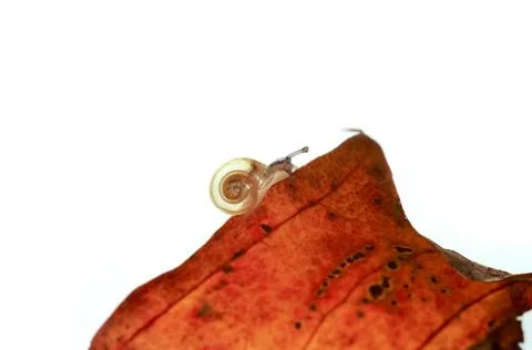 Very small snail crawling on a leaf Stock Photos