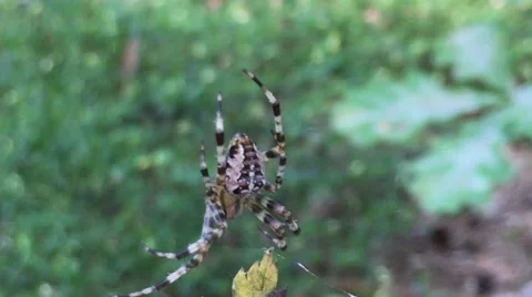 Very small spider Stock Footage 65826239