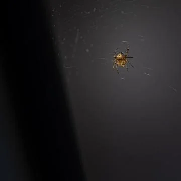 Very small spider on its web Stock Photos