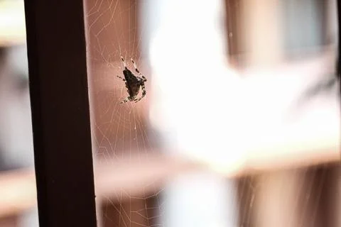 Very small spider on its web Stock Photos