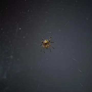 Very small spider on its web Stock Photos