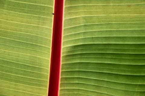 A Very Small Spider on a Large Leaf A Very Small Spider on a Large Leaf Co... Stockfoto's