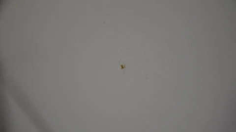 Very small spider on wall in room. Low light soft selective focus.	 Видео 132567100