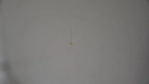Very small spider on wall in room. Low light soft selective focus.	 Vídeo Stock 132567162