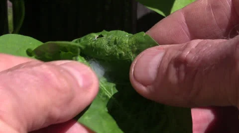 Very small spider,cocoon Stock Footage 26384925