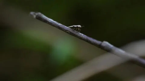 A very small stink bug nymph on the edge of a branch preparing for launch Stock Footage 251139880
